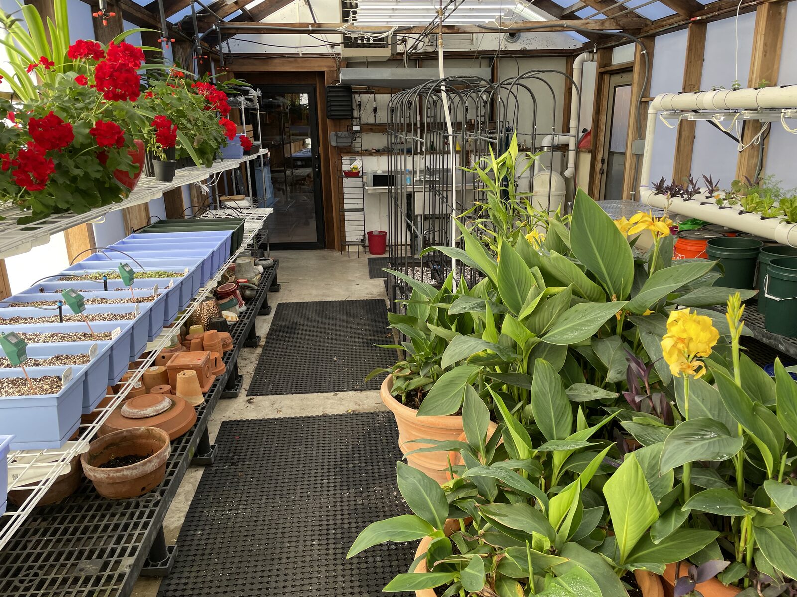 Greenhouse interior aisle with red geraniums, canna lilies, hydroponic channels, and the north service wall